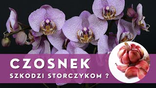 Stosowanie CZOSNKU w uprawie i pielęgnacji STORCZYKÓW🌱 Uważaj co robisz [upl. by Malissa]