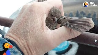 Bird Frozen To Metal Fence Rescued by Kind Man  The Dodo [upl. by Warenne]