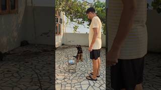 Gsd puppy trainingdog doglover germanshepperd dogbreed pet germanshepherd love germansepherd [upl. by Eibbor]