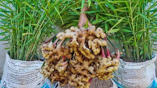 Amazing idea for growing ginger  How to grow ginger in bag to fast harvest [upl. by Ecidnarb968]