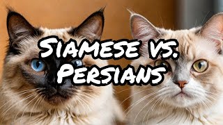 Top 3 Reasons Siamese and Persian Cats Make Amazing Pets [upl. by Dviad]