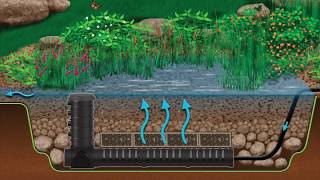 Wetland Filtration for Pond Health [upl. by Yrffej]