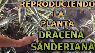 Como reproducir y cuidar el bambu de la suerte Dracaena sanderiana Dracaena braunii [upl. by Cinnamon700]