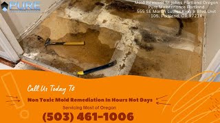 Mold Removal St Johns Portland Oregon  Pure Maintenance Portland  5034611006 [upl. by Old223]