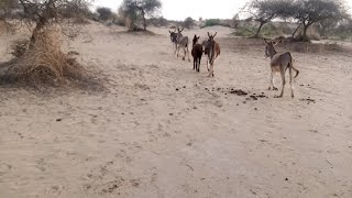 Donkeys are running in the forest  Donkey running video  running animals videos [upl. by Michaeline]