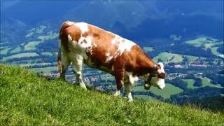 Wandern auf dem Brauneck bei Lenggries in Oberbayern [upl. by Latsyrhc]