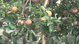 MANZANAS VARIEDAD FUJI EN LA FINCA DE LARRATE LAS VENTAS LA RIOJA 13 09 2015 [upl. by Kutzenco477]