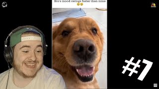 OFFENSIVE MEMES THAT YOUR DOG LIKES  Reactions 7 [upl. by Stirling]