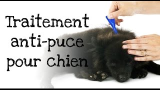 Comment appliquer un traitement antipuces à votre chien [upl. by Kcirdec476]