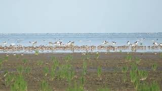 Assorted waders Westhoek FR the Netherlands 17 Aug 2024 [upl. by Yeltihw]