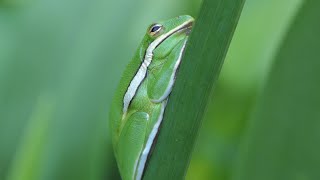 Green Tree Frog engages nictitating membrane when preparing for nap [upl. by Nottirb]