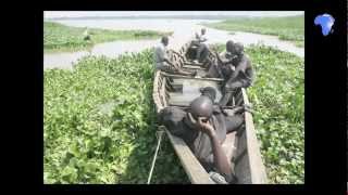 The water hyacinth problem in LVictoria [upl. by Sidon]