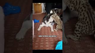 Serval cat and its husky partner shortvideo animals servalcat cat cute healing pet shorts [upl. by Messing]