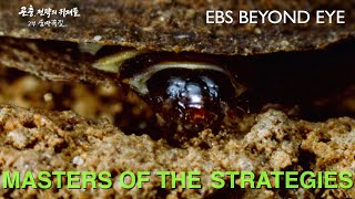 Masters of Survival Strategies  Tineidae Caterpillars  EBS Nature Documentary [upl. by Nosiaj]