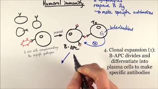 AS Biology  Humoral immunity OCR A Chapter 126 [upl. by Melvyn]