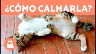 Cómo CALMAR a una GATA en CELO 🐱 ¿Se puede ESTERILIZAR a una GATA en CELO [upl. by Preston]