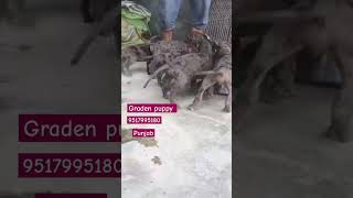 graden greatdane greatdanedog greatdanepuppy greatdaneinindia punjabdog puppy doabapetadda [upl. by Oiled]