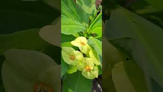 so wonderful  Cambodia flowers Short  music Ikrar ho na jaye  trending song [upl. by Dnalyram]