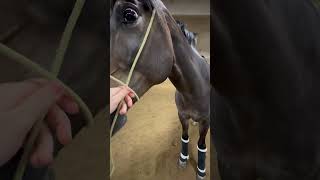 Tips for the showmanship horse aqhaproud horseenthusiast equestrian aqha horsefan horsegirl [upl. by Iemaj]