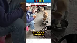 강아지가 밥을 덜어달라고 한 이유 엄마를 위한 효심 가득한 진돗개 효자견 [upl. by Proulx777]