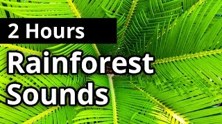 Rainforest Sounds 2 HOURS  Natural Sleep Sounds  Relaxation  Meditation [upl. by Healy]