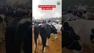 చింతామణిలో ప్రతి ఆదివారం ఆవుల సంత 29092024shorts chinthamanicowmarket animals [upl. by Ajnat]