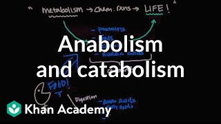 Overview of metabolism Anabolism and catabolism  Biomolecules  MCAT  Khan Academy [upl. by Bigler]