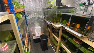 Fishroom update Pulling PLECO fry and L236 surprise [upl. by Ynahpets28]