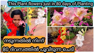 Gladiolus Complete Care  Flowering Tips  ഗ്ലാഡിയോലസ് ചെടി കിഴങ്ങിൽ നിന്ന് വളർത്തുന്ന വിധം [upl. by Nosnev]