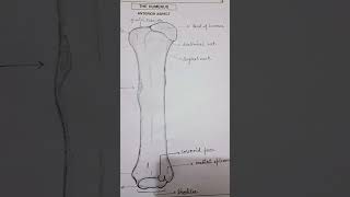 Humerus bone anterior aspect diagrammusic science biology anatomy chemistry  medical learning [upl. by Dario]