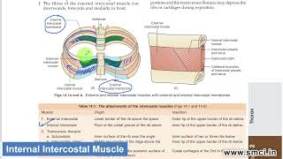 Intercostal Muscles [upl. by Waylan]