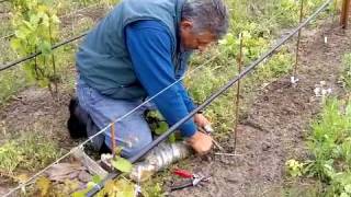 Field Grafting a New Vineyard at Small Vines Estate [upl. by Suoivatco]