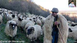 La stâna lui Petre Turțanu si Gabi Bâțu din Gherța Mare Țara Oașului [upl. by Uzia524]