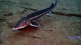 Acipenser gueldenstaedtii Danube sturgeon [upl. by Esimehc]