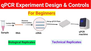 qPCR experiment design  Controls in qPCR  BiologyLectures [upl. by Hgielak]