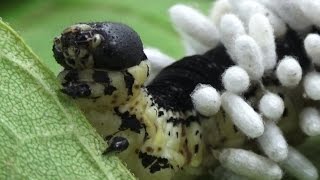 Hyperparasitoid Chalcid Wasps emerging from Braconid Wasp cocoons [upl. by Llebanna]