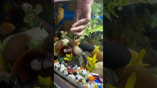 Crab 🦀 ne Apple snail 🐌 par atack lr diya aquarium applesnail petsvlog guppyfish mollyfish [upl. by Werna]