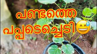 പണ്ടത്തെ നമ്മുടെ പപ്പടെച്ചെടി ☘️  leaf plant in malayalam [upl. by Eissed]