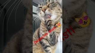 Despacito Misti 😻💝😻 cat catlover viralvideo [upl. by Grissom885]