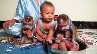 Adorable Family Monkey Aroy amp Rachna YUMMY With Baby [upl. by Fanchette]