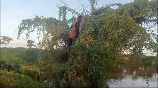 Red Cross rescues man stranded in tree for five days in floodhit Kenya  AFP [upl. by Corin]