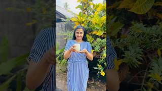 Yogurt Drink 🥤  Yogurt එකකින් රසම රස Yogurt Drink එකක් Try කරලා බලමු shorts viral food [upl. by Yoral345]