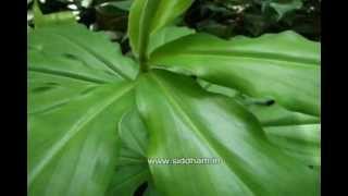 Herbal Medicine  Costus igneus  Natural Remedy for Diabetes [upl. by Janiuszck]