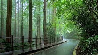 The sound of rain in the forest helps you fall asleep The sound of nature improves insomniaseep [upl. by Groh]