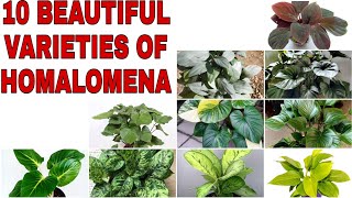 10 BEAUTIFUL VARIETIES OF HOMALOMENA [upl. by Alletneuq71]