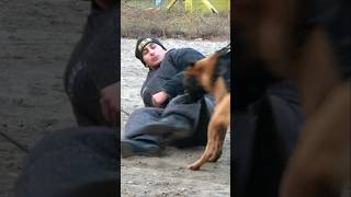 Police dog training Malinois attacks target Attacker apprehended GUARDODESSA Odessa Ukraine [upl. by Tellford]