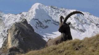 Gran Paradiso National Park  Italy [upl. by Pete]