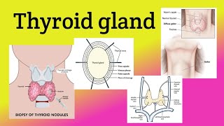 Thyroid gland  Location Relations Blood supply  Goiter Thyroidectomy [upl. by Wendall679]