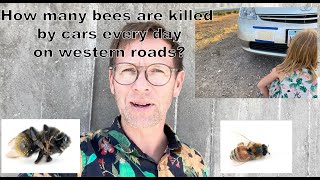 How many bees are killed by cars every day [upl. by Lotsirk]