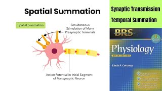 BRS Physiology  Synaptic Transmission  Temporal Vs Spatial Summation [upl. by Eneli]